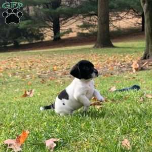 Mia, Beagle Mix Puppy