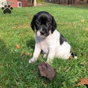 Mia, Beagle Mix Puppy