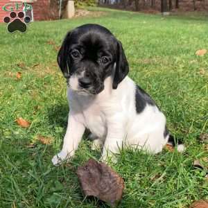 Mia, Beagle Mix Puppy