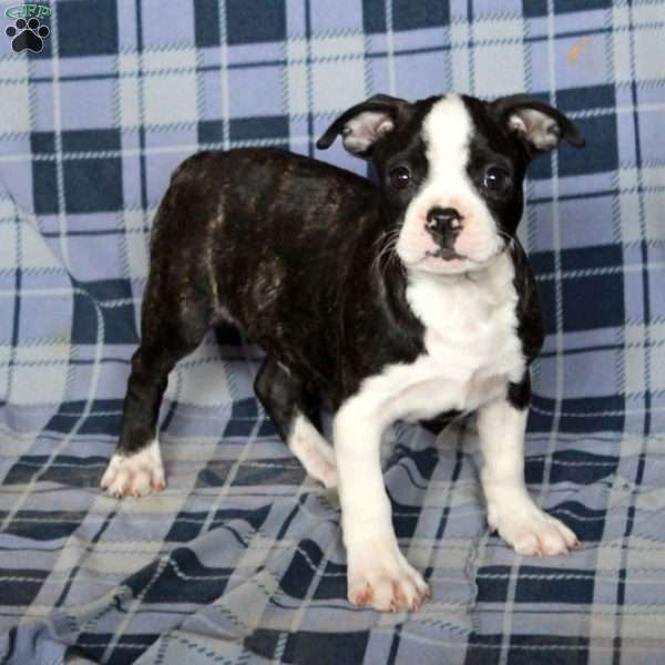 Micah, Boston Terrier Puppy