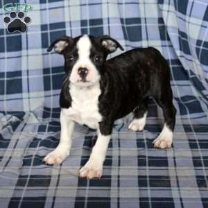 Micah, Boston Terrier Puppy
