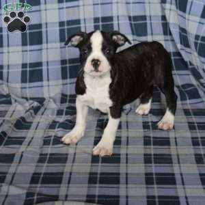 Micah, Boston Terrier Puppy