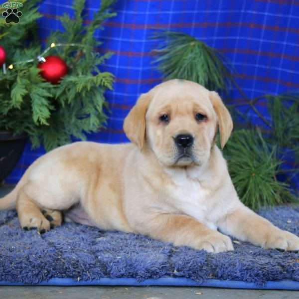 Michael, Yellow Labrador Retriever Puppy