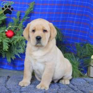 Michael, Yellow Labrador Retriever Puppy