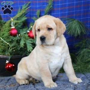 Michael, Yellow Labrador Retriever Puppy