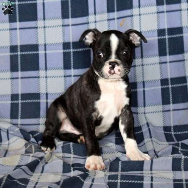 Mickey, Boston Terrier Puppy