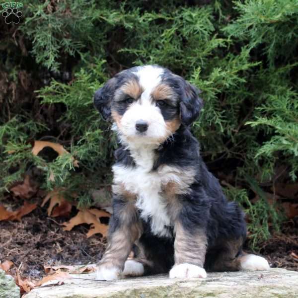 Mickey, Bernedoodle Puppy