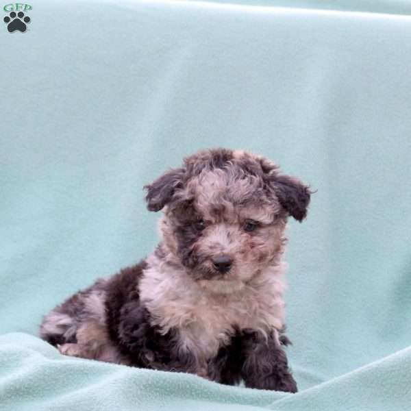 Mickey, Toy Poodle Mix Puppy