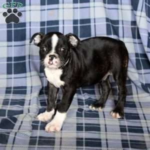 Mickey, Boston Terrier Puppy