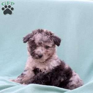 Mickey, Toy Poodle Mix Puppy