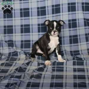 Mickey, Boston Terrier Puppy