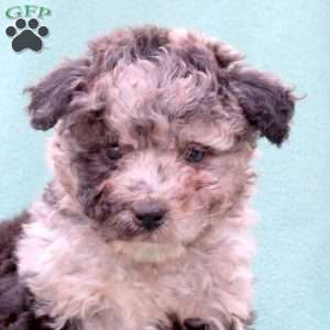 Mickey, Toy Poodle Mix Puppy