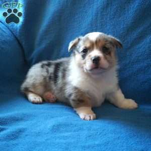 Mickey, Pembroke Welsh Corgi Puppy