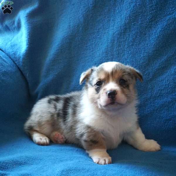 Mickey, Welsh Corgi Mix Puppy