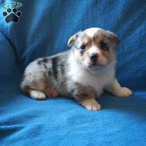 Mickey, Welsh Corgi Mix Puppy