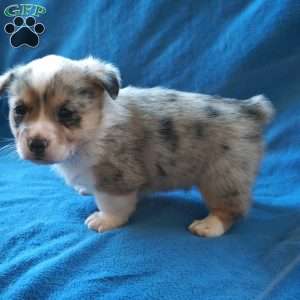 Mickey, Welsh Corgi Mix Puppy