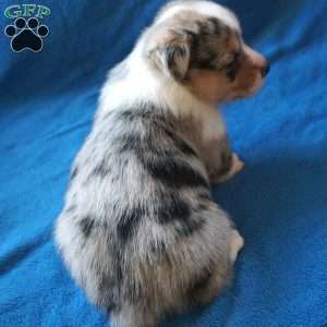 Mickey, Welsh Corgi Mix Puppy