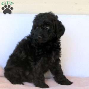 Midnight, Cockapoo Puppy