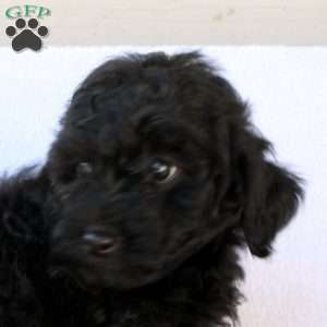 Midnight, Cockapoo Puppy