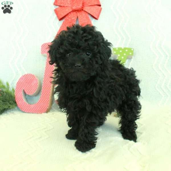 Mila, Toy Poodle Puppy