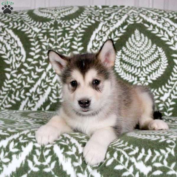 Mila, Alaskan Malamute Puppy