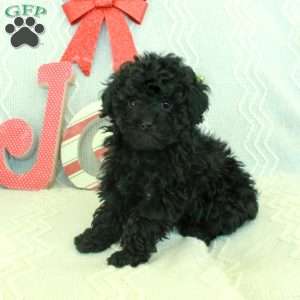 Mila, Toy Poodle Puppy