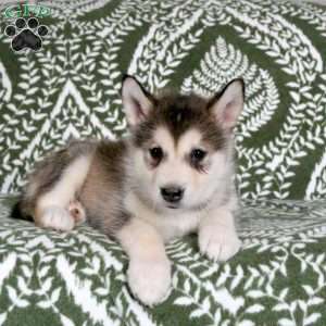 Mila, Alaskan Malamute Puppy