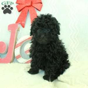 Mila, Toy Poodle Puppy