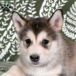 Mila, Alaskan Malamute Puppy