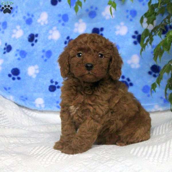 Miles, Toy Poodle Puppy