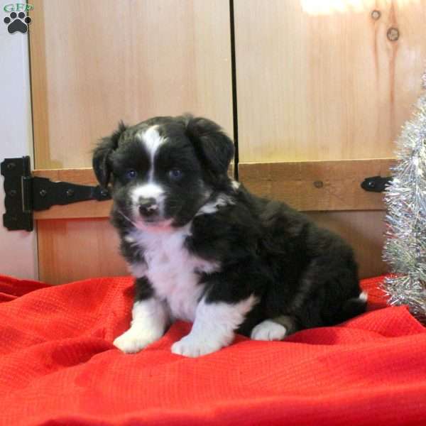 Miles, Miniature Australian Shepherd Puppy