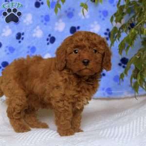 Miles, Toy Poodle Puppy