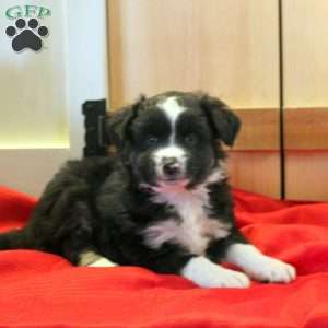 Miles, Miniature Australian Shepherd Puppy