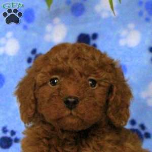 Miles, Toy Poodle Puppy