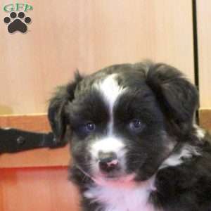 Miles, Miniature Australian Shepherd Puppy