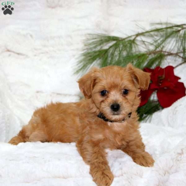 Millie Bear, Toy Poodle Mix Puppy