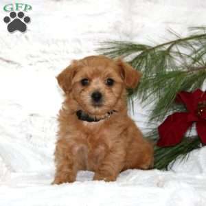 Millie Bear, Toy Poodle Mix Puppy