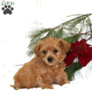 Millie Bear, Toy Poodle Mix Puppy