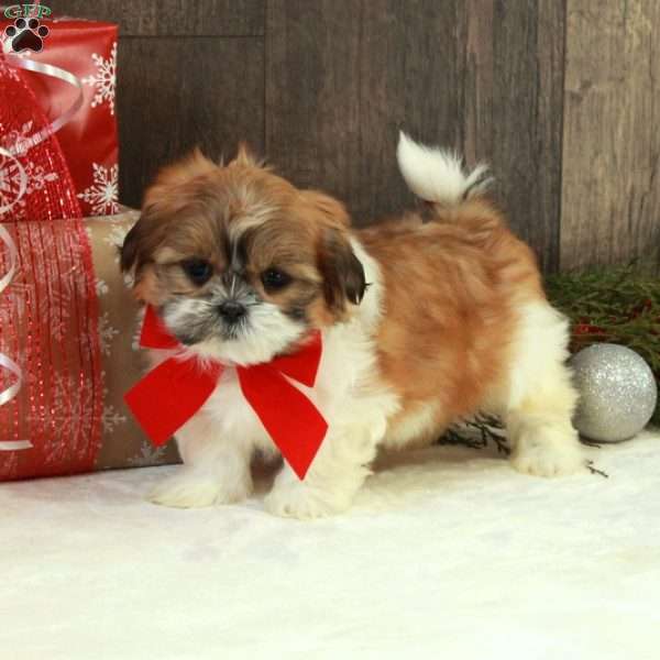 Millie, Teddy Bear Puppy