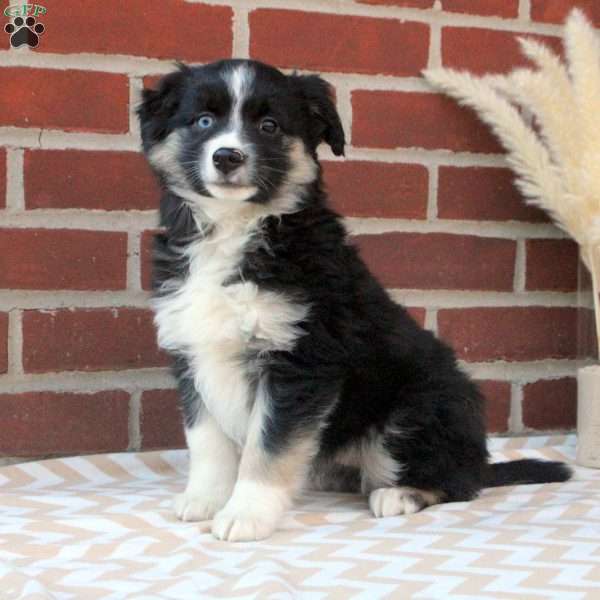 Millie, Miniature Australian Shepherd Puppy