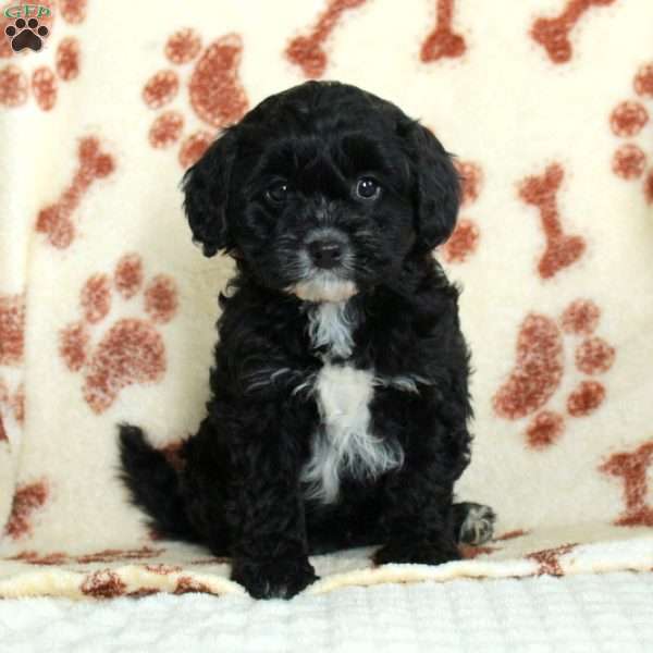 Millie, Cavapoo Puppy
