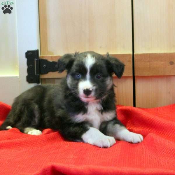 Millie, Miniature Australian Shepherd Puppy