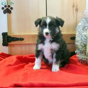 Millie, Miniature Australian Shepherd Puppy