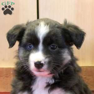 Millie, Miniature Australian Shepherd Puppy