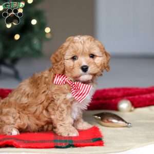 Milo, Cavapoo Puppy