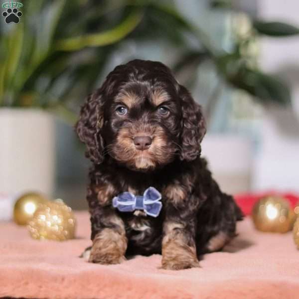 Milo, Cockapoo Puppy