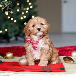 Milo, Cavapoo Puppy