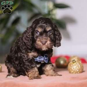 Milo, Cockapoo Puppy
