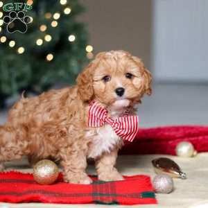 Milo, Cavapoo Puppy