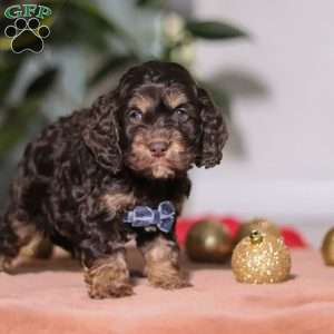 Milo, Cockapoo Puppy